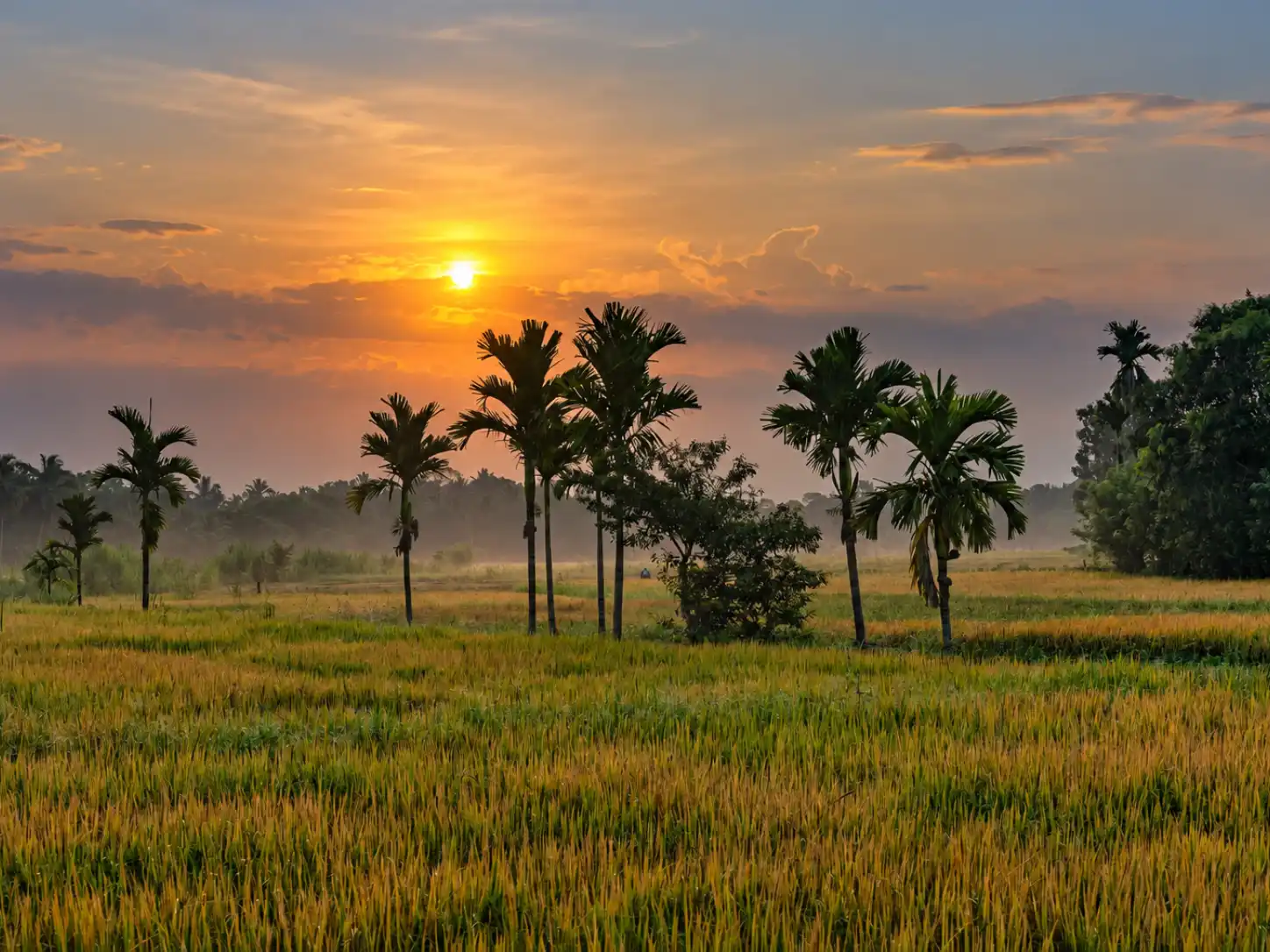 A rural paddy field and palm trees at sunrise
